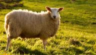 الفرق بين النعجة والخروف صورة مقال الفرق بين النعجة والخروف