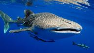 صورة مقال قرش الحوت (حيوان بحري)