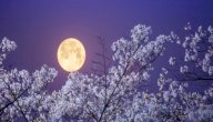 تأثير اكتمال البدر على الإنسان صورة مقال تأثير اكتمال البدر على الإنسان