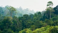 الأهمية الاقتصادية للغابات الاستوائية المطيرة صورة مقال الأهمية الاقتصادية للغابات الاستوائية المطيرة