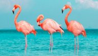 صورة مقال أسباب هجرة طائر الفلامنجو