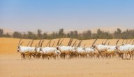المواطن الأصلية لعيش المها العربي صورة مقال المواطن الأصلية لعيش المها العربي