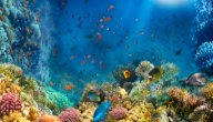 صورة مقال معلومات عن الكائنات البحرية للأطفال