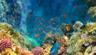 الكائنات الحية في البحر الأحمر صورة مقال الكائنات الحية في البحر الأحمر