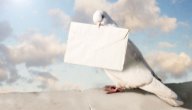 أهمية الحمام الزاجل قديمًا صورة مقال أهمية الحمام الزاجل قديمًا