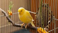 أجمل الطيور المنزلية صورة مقال أجمل الطيور المنزلية