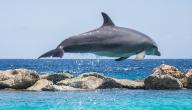 صورة مقال ظاهرة هجرة الدلافين