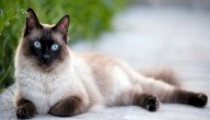 معلومات عن القطط السيامي صورة مقال معلومات عن القطط السيامي