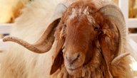 مواصفات غنم العواسي صورة مقال مواصفات غنم العواسي