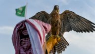 أنواع الصقور في السعودية صورة مقال أنواع الصقور في السعودية