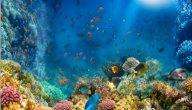 صورة مقال نبذة عن بحر المرجان