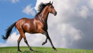 صفات الخيل التي ذكرها الرسول صورة مقال صفات الخيل التي ذكرها الرسول