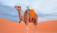 المثل الشعبي: ترك الحبل على الغارب صورة مقال المثل الشعبي: ترك الحبل على الغارب