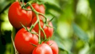 صورة مقال تفسير رؤية حلم الطماطم الحمراء