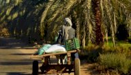 معلومات عن قطاع الزراعة في مصر