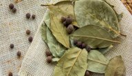 طرق استخدم ورق الغار لطرد الحشرات صورة مقال طرق استخدم ورق الغار لطرد الحشرات