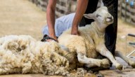 حكم دبغ جلد الأضحية بعد التضحية بها والانتفاع به صورة مقال حكم دبغ جلد الأضحية بعد التضحية بها والانتفاع به