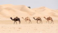 مظاهر الإعجاز في خلق الإبل صورة مقال مظاهر الإعجاز في خلق الإبل