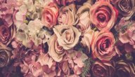 معنى اسم جوري صورة مقال معنى اسم جوري