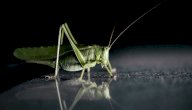 ما هو سوير الليل صورة مقال ما هو سوير الليل