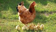 صورة مقال كيف يتكاثر الدجاج