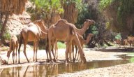 أين يخزن الجمل الماء صورة مقال أين يخزن الجمل الماء