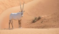 أين يعيش المها العربي صورة مقال أين يعيش المها العربي