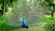 أين يعيش الطاووس صورة مقال أين يعيش الطاووس