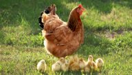 صورة مقال كيف تتكاثر الدجاجة