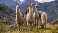 صورة مقال أين يوجد حيوان اللاما