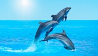 أين يعيش الدولفين صورة مقال أين يعيش الدولفين