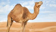 لماذا لحم الإبل ينقض الوضوء صورة مقال لماذا لحم الإبل ينقض الوضوء