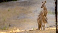 كم يبقى صغير الكنغر في جيب أمه صورة مقال كم يبقى صغير الكنغر في جيب أمه