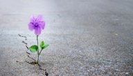 حكمة عن الأمل صورة مقال حكمة عن الأمل