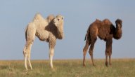 اسم صغير الجمل صورة مقال اسم صغير الجمل