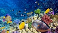 أنواع أسماك البحر الأحمر صورة مقال أنواع أسماك البحر الأحمر