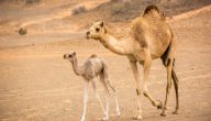 ما اسم صغير الجمل صورة مقال ما اسم صغير الجمل