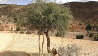 شجرة السدر صورة مقال شجرة السدر