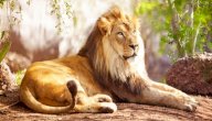 معلومات عن الأسد صورة مقال معلومات عن الأسد