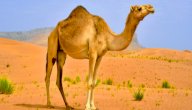 طريقة ذبح الجمل صورة مقال طريقة ذبح الجمل
