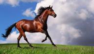 معلومات عن الخيل