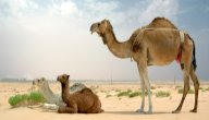 صغير الناقة صورة مقال صغير الناقة