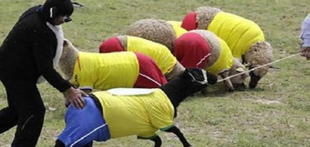 قصة المنحوس والخرفان