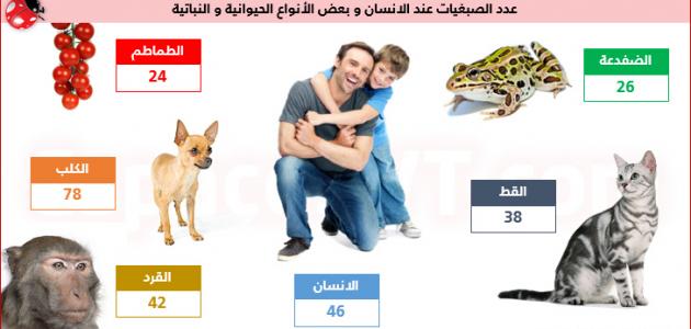 عدد الكروموسومات في الكائنات الحية _الكروموسومات_ÙÙŠ_الكائنات_الØÙŠØ©