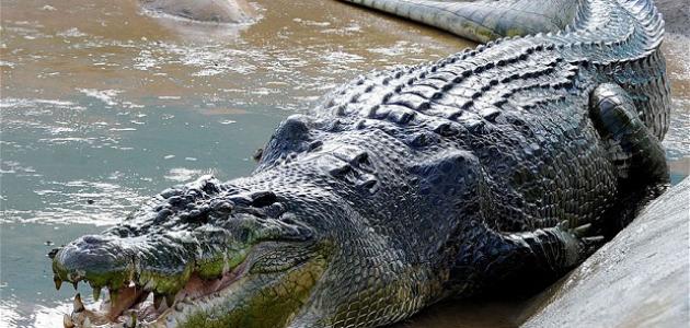 ����� �������� ���� ��������� 