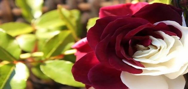 أبيات شعر حلوه أبيات شعر حلوه