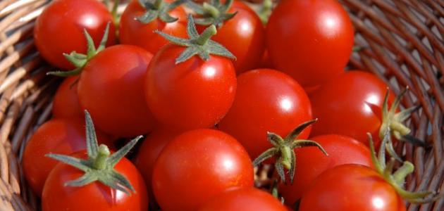 أمراض الطماطم وطرق مكافحتها أمراض الطماطم وطرق مكافحتها