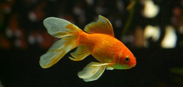 ���� �������� ����� ����_���������_�����