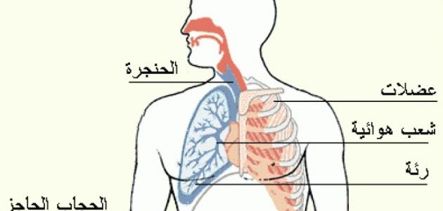 ماذا يتنفس الإنسان %D9%85%D8%A7%D8%B0%D8%A7_%D9%8A%D8%AA%D9%86%D9%81%D8%B3_%D8%A7%D9%84%D8%A5%D9%86%D8%B3%D8%A7%D9%86