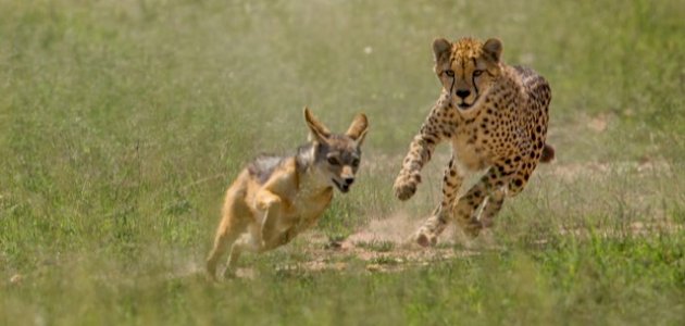 ما المقصود بحيوان لاحم ما المقصود بحيوان لاحم